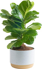 Little fiddle leaf for sale  Miami