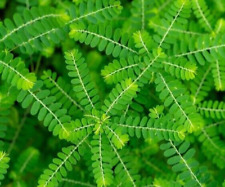 Rompe piedras secas Phyllanthus niruri Chanca Piedra Quebra Pedra vendaval del viento segunda mano  Embacar hacia Argentina