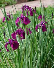 Iris ensata variegata for sale  HAILSHAM