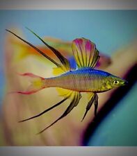 Threadfin rainbowfish iriather for sale  LONDON