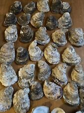 Oyster shells lot for sale  Bayville