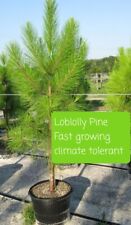 living evergreen pine tree for sale  Saint Simons Island