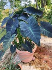 Colocasia coal miner d'occasion  Arzacq-Arraziguet