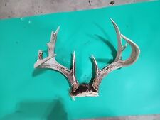 H72 whitetail deer for sale  Hinton