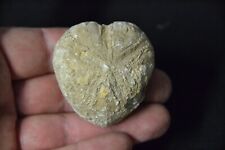 Oursin fossile coniacien d'occasion  Le Grand-Pressigny