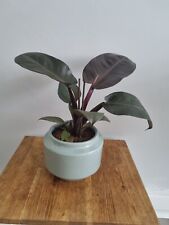 Philodendron black cardinal for sale  LONDON