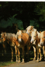 Postcard haflinger horses for sale  MATLOCK
