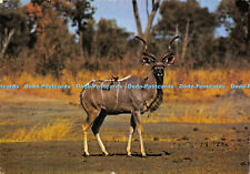 Used, D001743 Wild Life. Dierelewe. The Kudu bull has regal spiralled horns. Framewort for sale  Shipping to South Africa
