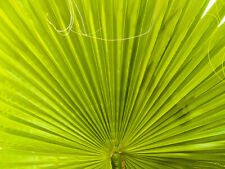 Usato, Washingtonia filifera ** Palma filifera (1 pianta A40-5x6,5x15) usato  Napoli
