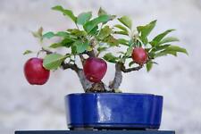 Bonsai apple tree for sale  Russell