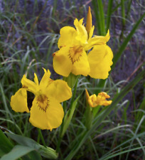 Graines iris jaunes d'occasion  Ardres