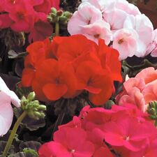 12x mixed geranium for sale  DRIFFIELD