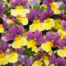 Nemesia lady lucy for sale  Shipping to Ireland
