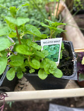 Perennial herb mojito for sale  Crosby