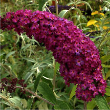 Buddleia davidii royal d'occasion  Pouzauges