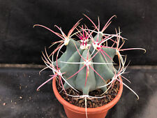 Ferocactus emoryi cactus usato  Massafra