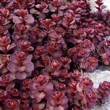 Sedum purple carpet for sale  Merrill