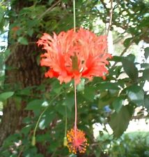 Hibiscus royal schizopetalus d'occasion  Villemandeur