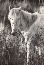 Camargue folklore cheval d'occasion  France