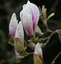 magnolie magnolia gebraucht kaufen  Bad Zwischenahn