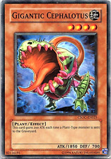 Gigantic Cephalotus CSOC-EN025 Yu-Gi-Oh! Light Play Unlimited  for sale  Shipping to South Africa