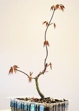 Bonsai acer palmatum usato  Merate