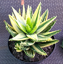 Aloe mitriformis highly for sale  USA