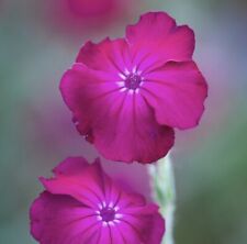 Rose campion 9cm for sale  PLYMOUTH