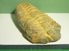 Trilobit versteinerung sammler gebraucht kaufen  Hallbergmoos