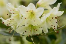 Rhododendron shamrock green for sale  HARLOW