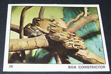Boa constrictor serpent d'occasion  Vendat