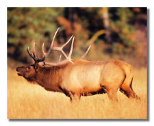 Bull elk big for sale  Springdale