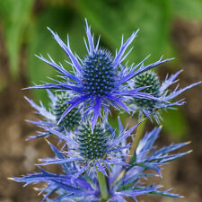 Sea holly eryngium for sale  PETERBOROUGH