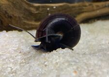 Mystery snail purple for sale  Fort Lauderdale