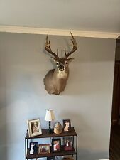 shoulder mount deer for sale  Greenwood