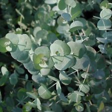 Eucalyptus cinerea silver for sale  GLASGOW