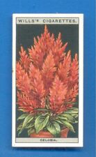 FLOWER CULTURE IN POTS.No.14.CELOSIA.WILLS CIGARETTE CARD 1925 for sale  Shipping to South Africa