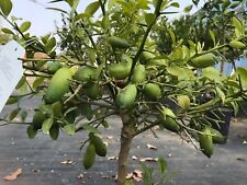 Usato, Limone Caviale "Citrus australasica" pianta di Finger Lime dalla Sicilia in vaso usato  Valmacca