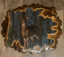 Trophy whitetail buck for sale  Rising Sun