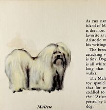 Maltese 1939 dog for sale  Cambridge