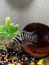 Convict cichlid live for sale  Cohoes