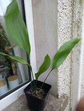 Aspidistra eliator cast for sale  LLANELLI