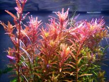 Floratica rotala indica for sale  LEAMINGTON SPA