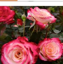 outdoor rose plants for sale  Comstock Park