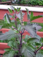 Potted tulsi krishna for sale  Randolph