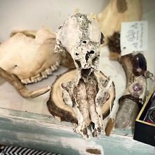 Real coyote skull for sale  Hephzibah