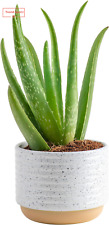 Aloe vera live for sale  Denver