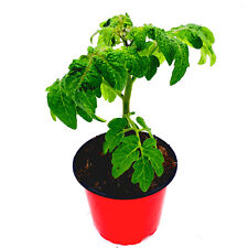 Mini balkon tomate gebraucht kaufen  Straelen