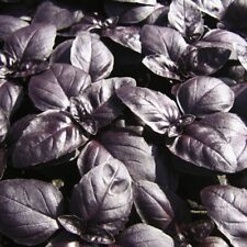 Basil seeds herbs for sale  IPSWICH