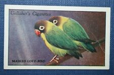 MASKED LOVEBIRD  Vintage 1920's Illustrated Card  WC14 for sale  Shipping to South Africa